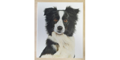 Border Collie Canvas or Giclee Print